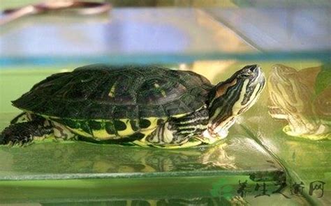 巴西龜可以吃什麼 羽 字